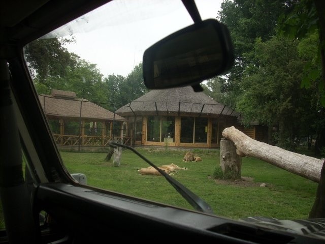 W zoo wjedziesz autem na wybieg lwów!