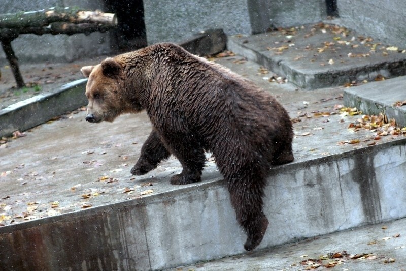 Krzywdzone niedźwiedzie znajdą azyl w Nowym ZOO w Poznaniu 
