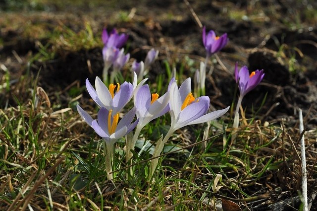 Pierwsze oznaki wiosny uchwycone na gdyńskim osiedlu Karwiny.