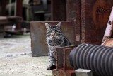 Kraków: kto otruł siedmiomiesięczne kocięta?