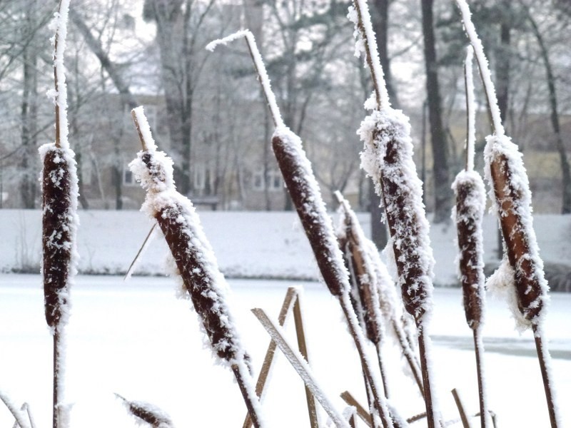 Zima w Poznaniu potrafi być przepiękna. Zobaczcie niezwykłe zdjęcia! [GALERIA]