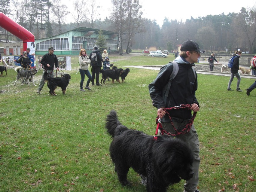 Koszęcin : Ponad 150 osób wystartowało w Dogtrekkingu