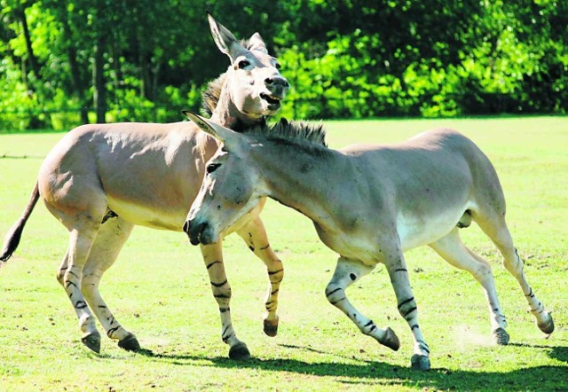 Ostatnia walka osłów somalijskich w gdańskim zoo