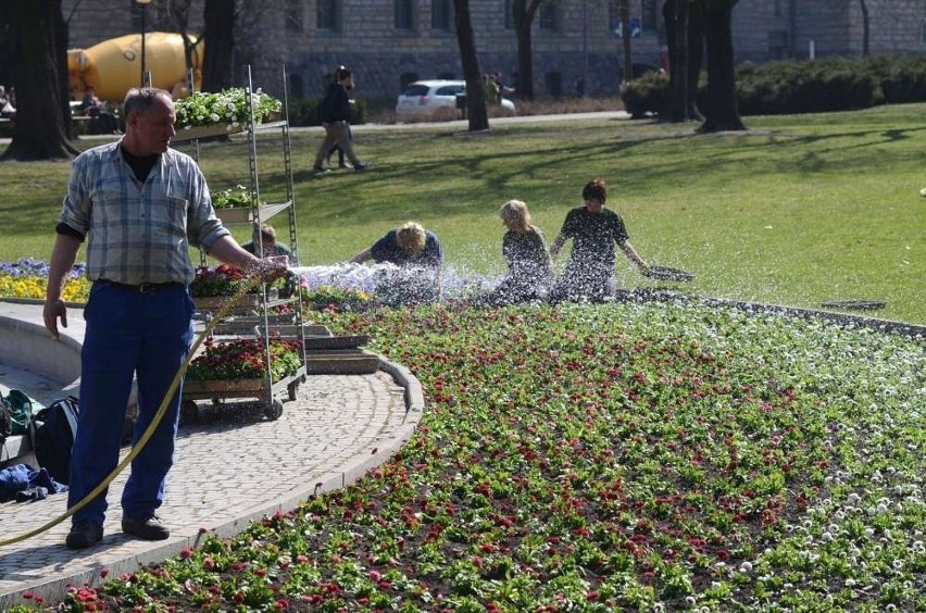 Poznań: Rozpoczęło się wiosenne sadzenie kwiatów [ZDJĘCIA]