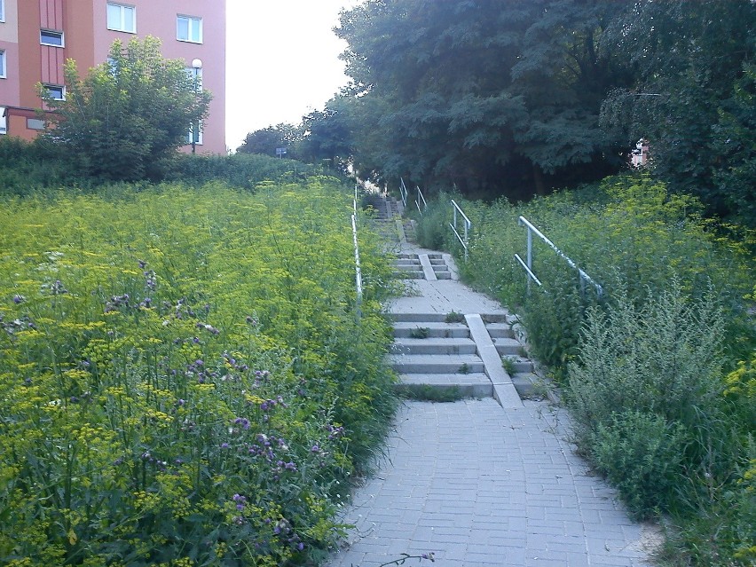 Zarośnięty chodnik przy ul. Wyżynnej (ZDJĘCIA)