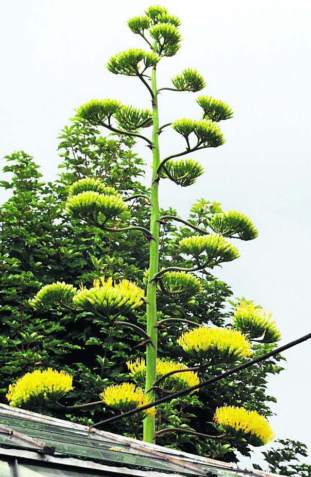 Kwiat agawy to niezwykła rzadkość. Warto zobaczyć