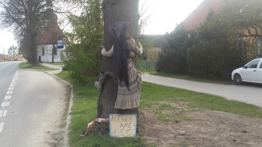 Ta czarownica wylądowała na drzewie w Łupowie.