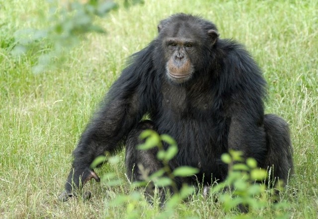 Straż miejska jest niemal pewna, że szympansa trzyma w domu nielegalnie jeden z mieszkańców Bielawy