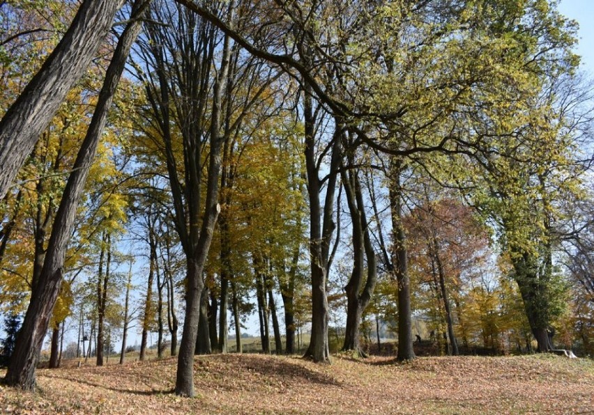 Gmina Wojaszówka kupiła zabytkowy park z dworem w Łękach Strzyżowskich. Planuje jego rewitalizację i budowę domu seniora [ZDJĘCIA]