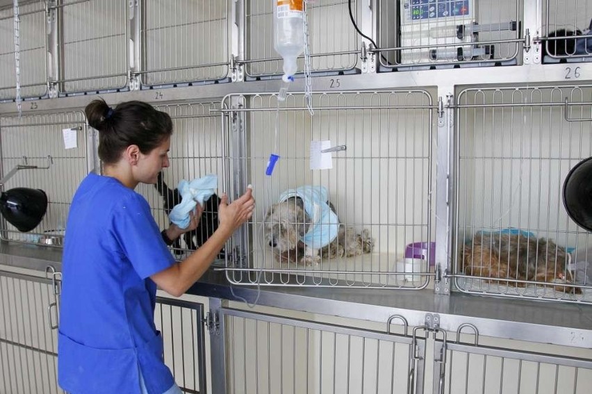 Nowy szpital dla psów i kotów w Poznaniu