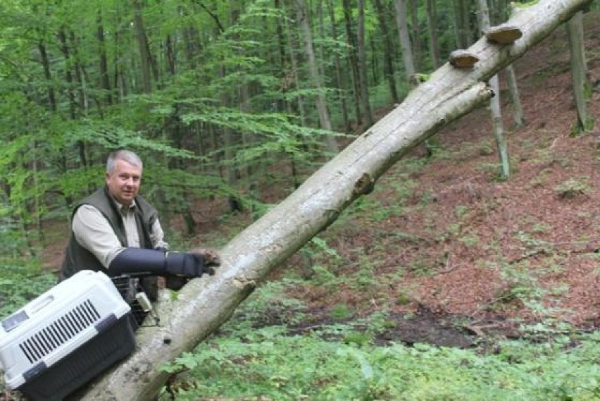 Zwierzęta prosto ze szpitala wróciły do lasu [ZDJĘCIA]