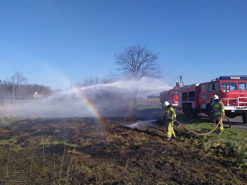Strażacy gasili pożary suchych traw w Radomsku, Przedborzu, gm. Gidle, Kamieńsk i Żytno