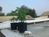 Ludwin: Uprawiał marihuanę na dachu autobusu