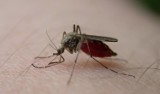 Plaga komarów we Wrocławiu, a władze miasta wstrzymują odkomarzanie. Dlaczego?!