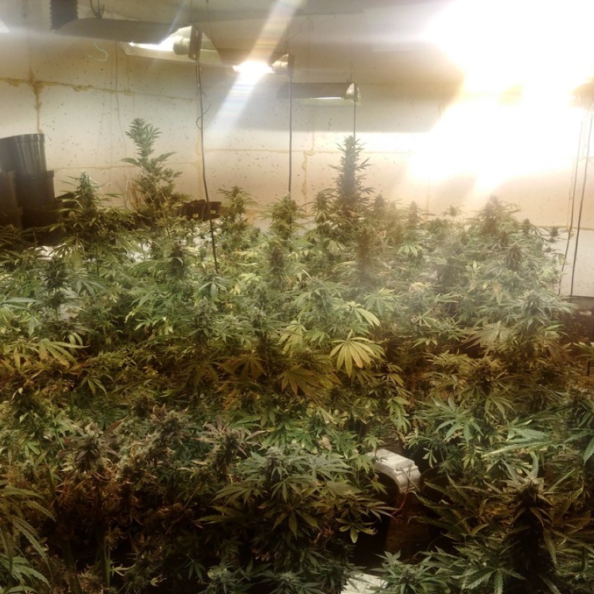 Plantacja marihuany ukryta w chlewie