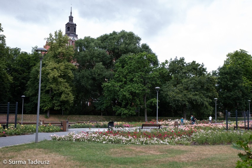 W obiektywie Tadeusza Surmy - różanka w parku Jagiellońskim