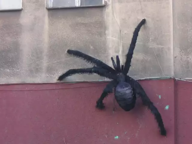 Taka mała tarantula na Pradze.:)  Fot. Ewa Krzysiak