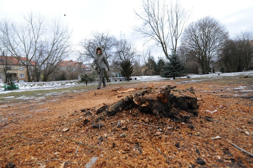 Poznań: Nad Potokiem wycięto 23 drzewa! [ZDJĘCIA]