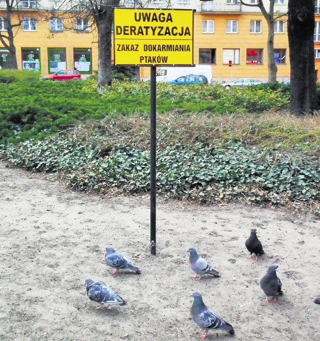 Mimo że na placu Cyryla Ratajskiego stoi znak o zakazie dokarmiania ptaków, nie jest on przestrzegany.