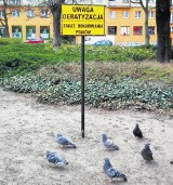 Poznań: Miasto apeluje - nie dokarmiaj ptaków
