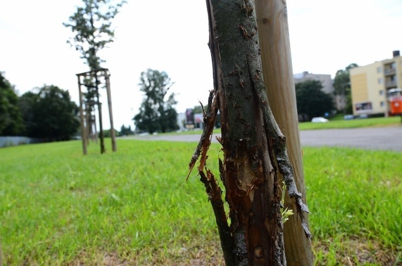 Poznań: Na Dolnej Wildzie lipy odarto z kory [ZDJĘCIA]