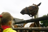 Jak masować konie - nauczy Uniwersytet Przyrodniczy w Lublinie