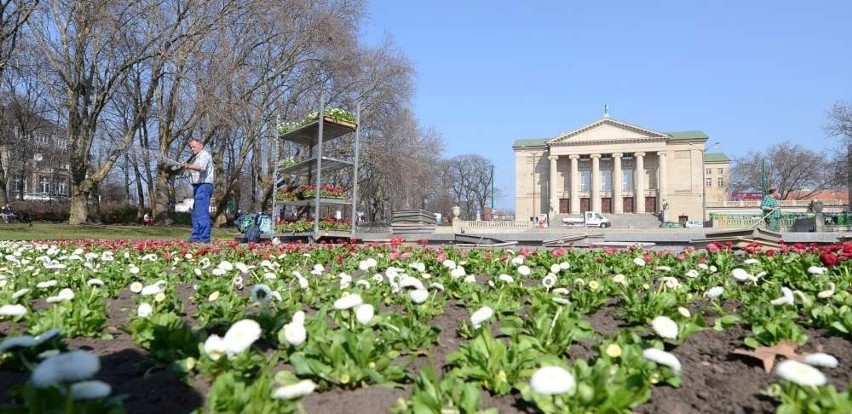 Poznań: Rozpoczęło się wiosenne sadzenie kwiatów [ZDJĘCIA]