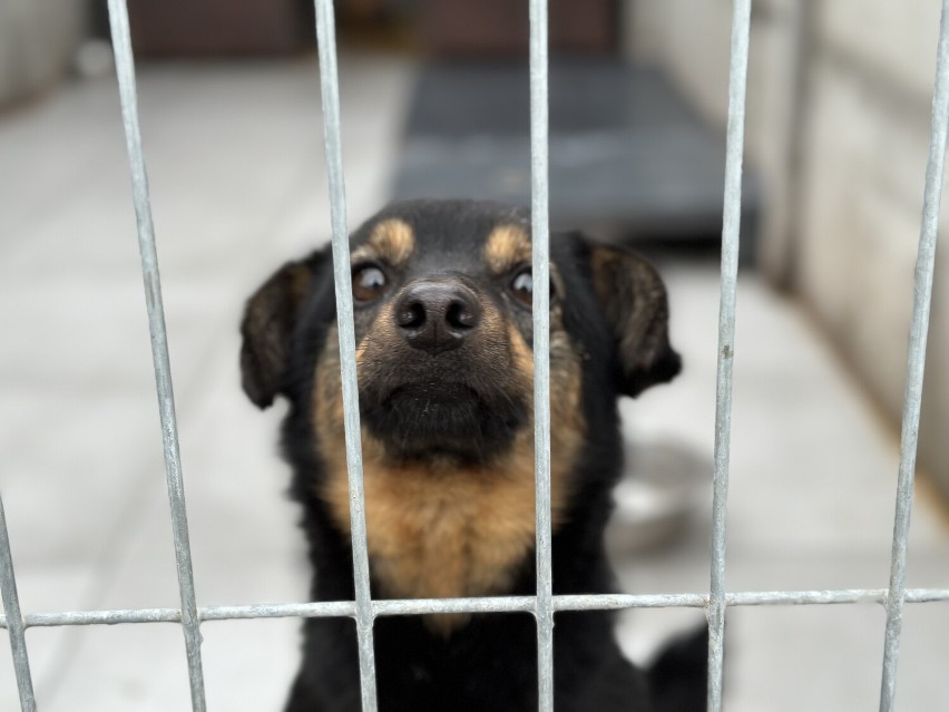 Schronisko dla zwierząt w Bełchatowie wstrzymuje adopcje...