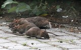Łódź: szczury biegają po parku (FILM+ZDJĘCIA)