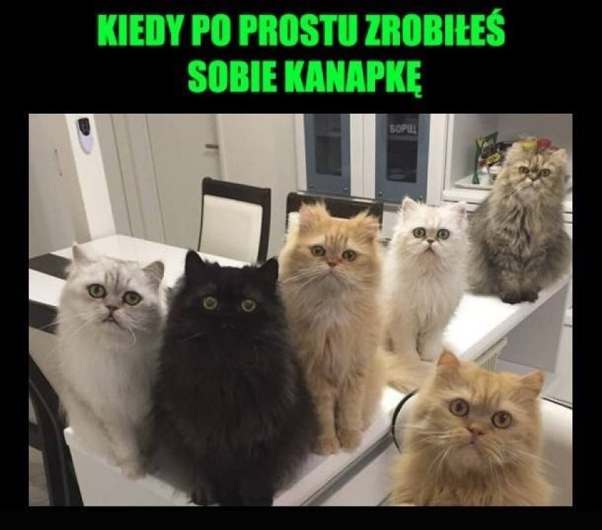 Zobacz najlepsze MEMY i obrazki o kotach -->