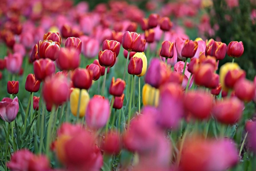 Wiosna to czas kwitnięcia tulipanów, a niektóre z odmian...