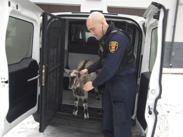 W czwartek rano strażnicy złapali młodą kozę.