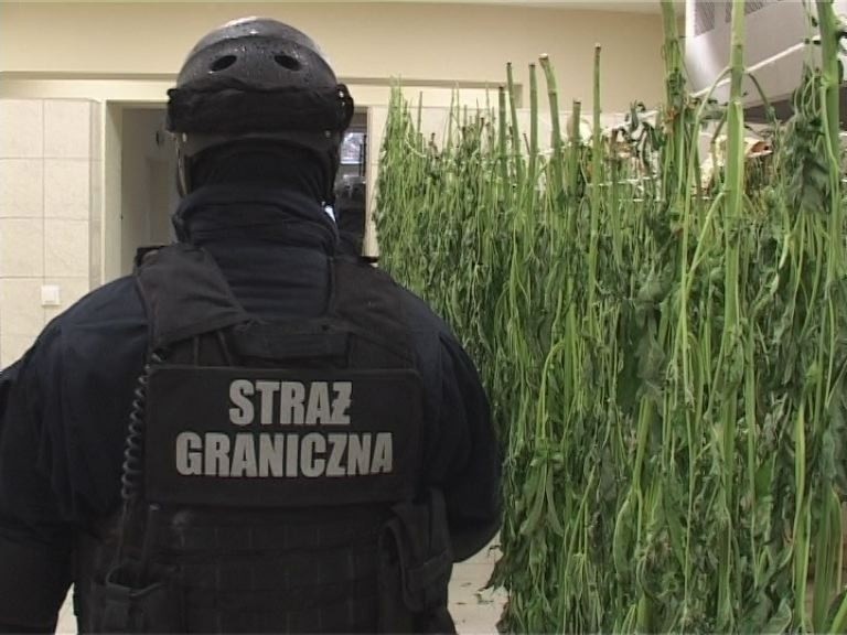 Kraków: hodowali marihuanę. Grozi im osiem lat więzienia [ZDJĘCIA]