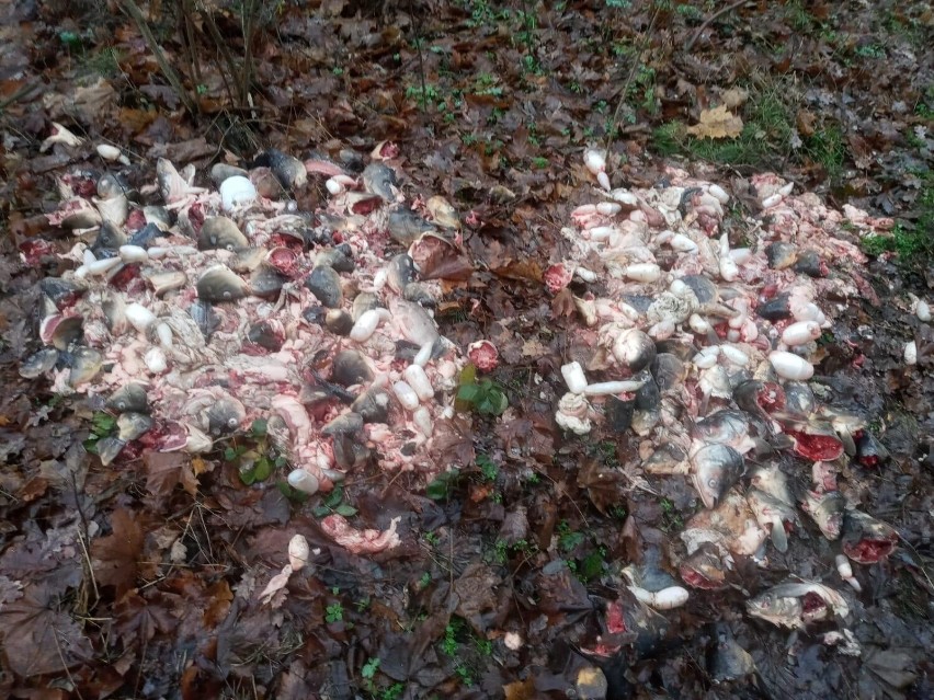 Rybne szczątki podrzucone w lesie pod Wojnowicami