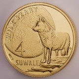 Wilk szary na suwalskich Suwalach [zdjęcia]