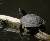 Żółwie egzotyczne żyją w Opolu na wolności [ZDJĘCIA]