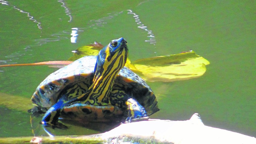 Żółwie żółtolice żyją głównie w Ameryce Południowej i...