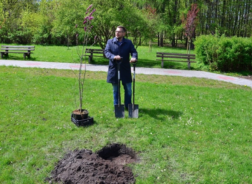 Posadzono siedem magnolii na Skałce ZDJĘCIA