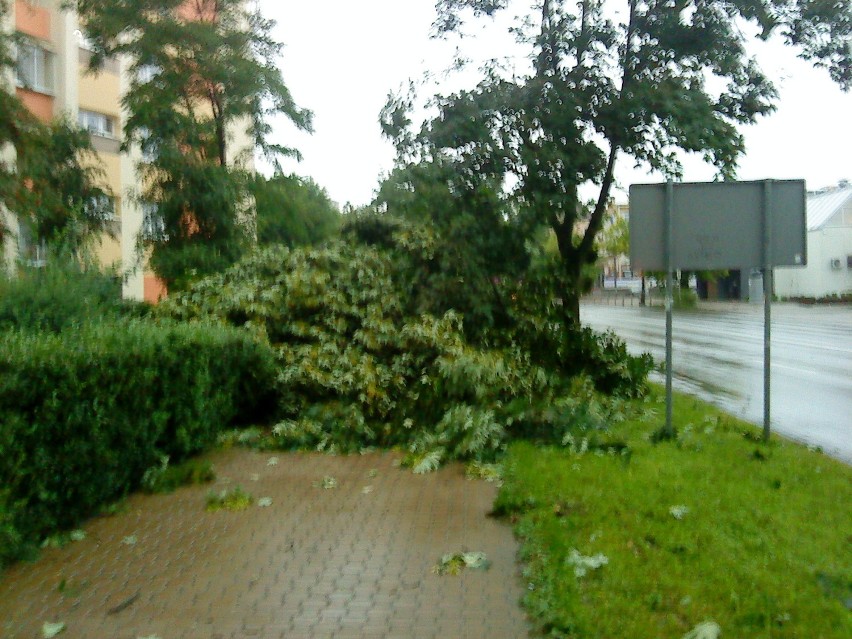 drzewa po burzy w Puławach