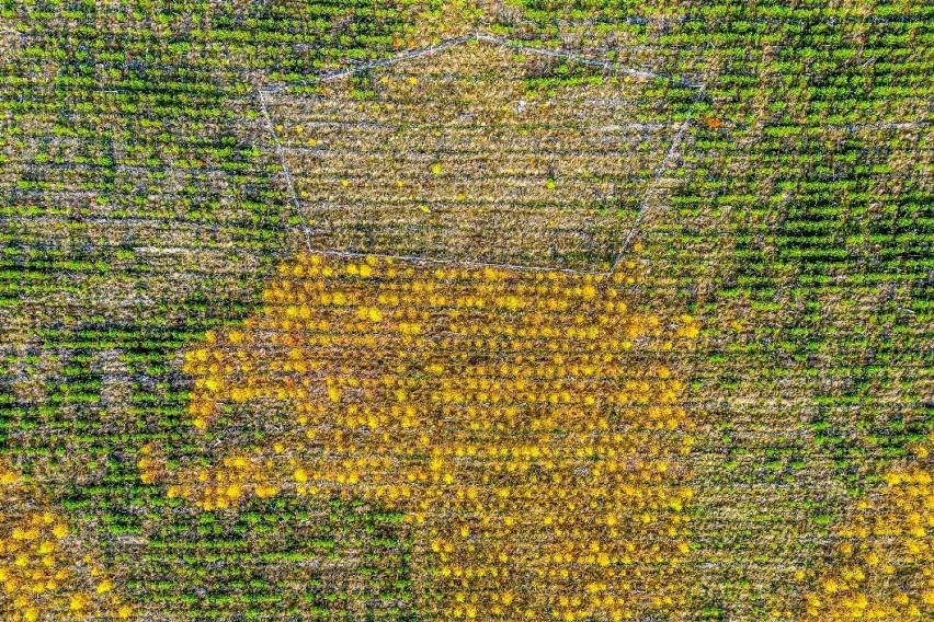 Niezwykłe godło Polski na Pomorzu! Tworzy je 100 tys. drzew! ZDJĘCIA