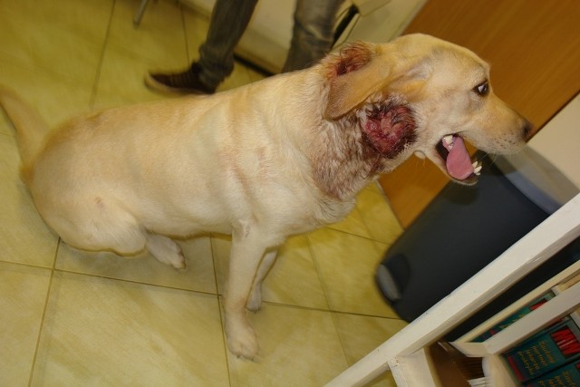 Labrador cierpiał, bo właścicielka nie zamierzała leczyć jego rany