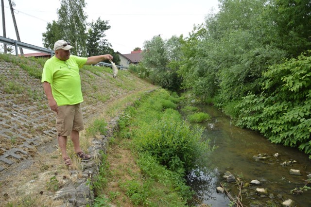 Już w lipcu 2019 roku wędkarze z powiatu brzeskiego alarmowali nas w sprawie dużych ilości martwych ryb w potoku Niedźwiedź