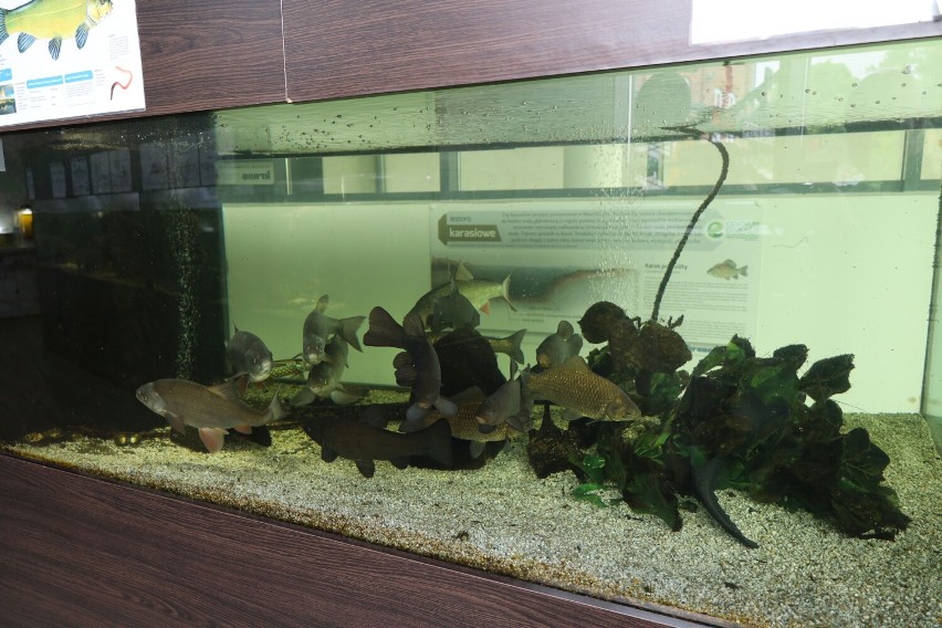Akwarium z rybami słodkowodnymi w szczecineckim CEEiRJ