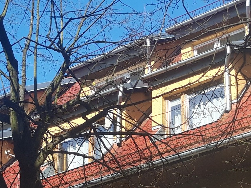 Kot utknął na dachu, straż w akcji, pół godziny wstrzymanego ruchu na Narutowicza w Kołobrzegu [FILM]