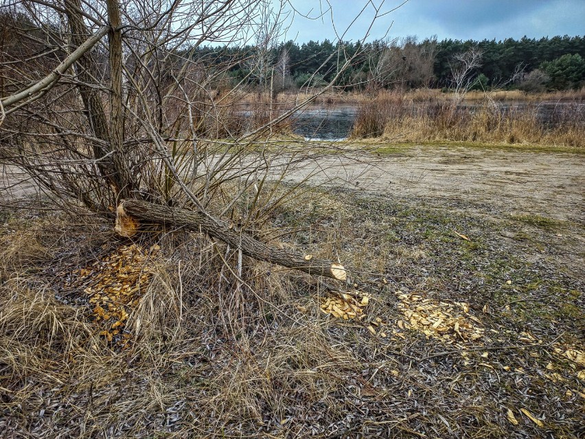 Skutki aktywności bobrów w Zaborowie w lutym 2023