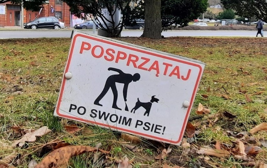 Sprzątanie po swoim psie to obowiązek jego właściciela, ale...