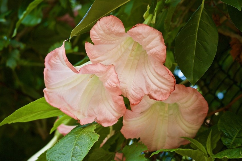 Te rośliny lepiej są znane pod nazwą datura (botanicy...