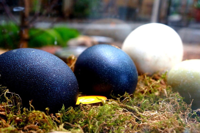 Święto Jaja - Wielkanoc we wrocławskim zoo