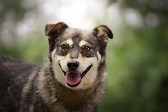 Na swoją rodzinę czeka między innymi Antoś. Na kolejnych zdjęciach w galerii psy z radomskiego schroniska, które czekają na adopcję