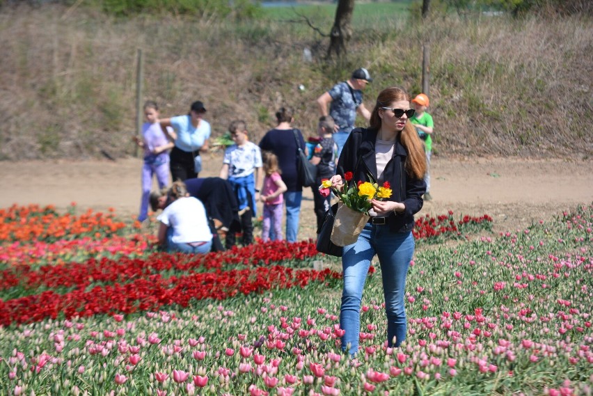 Drugi dzień Międzynarodowych Targów Tulipanów na zdjęciach z...